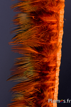 Frange faisan doré - long. plumes 6-8 cm - or aztèque